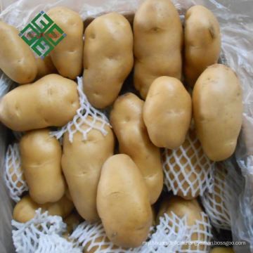 Chine Pomme de terre jaune fraîche 50g petite pomme de terre